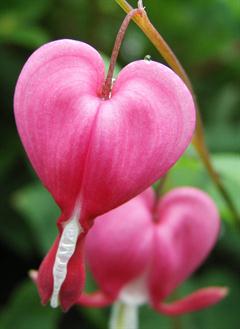گل خونی